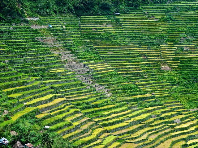 The Banaue Rice Terraces in Philippines.