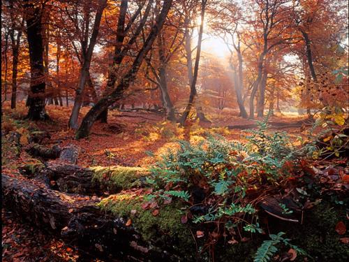 The New Forest National Park